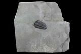 Calymene Niagarensis Trilobite - Excellent Specimen #99053-1